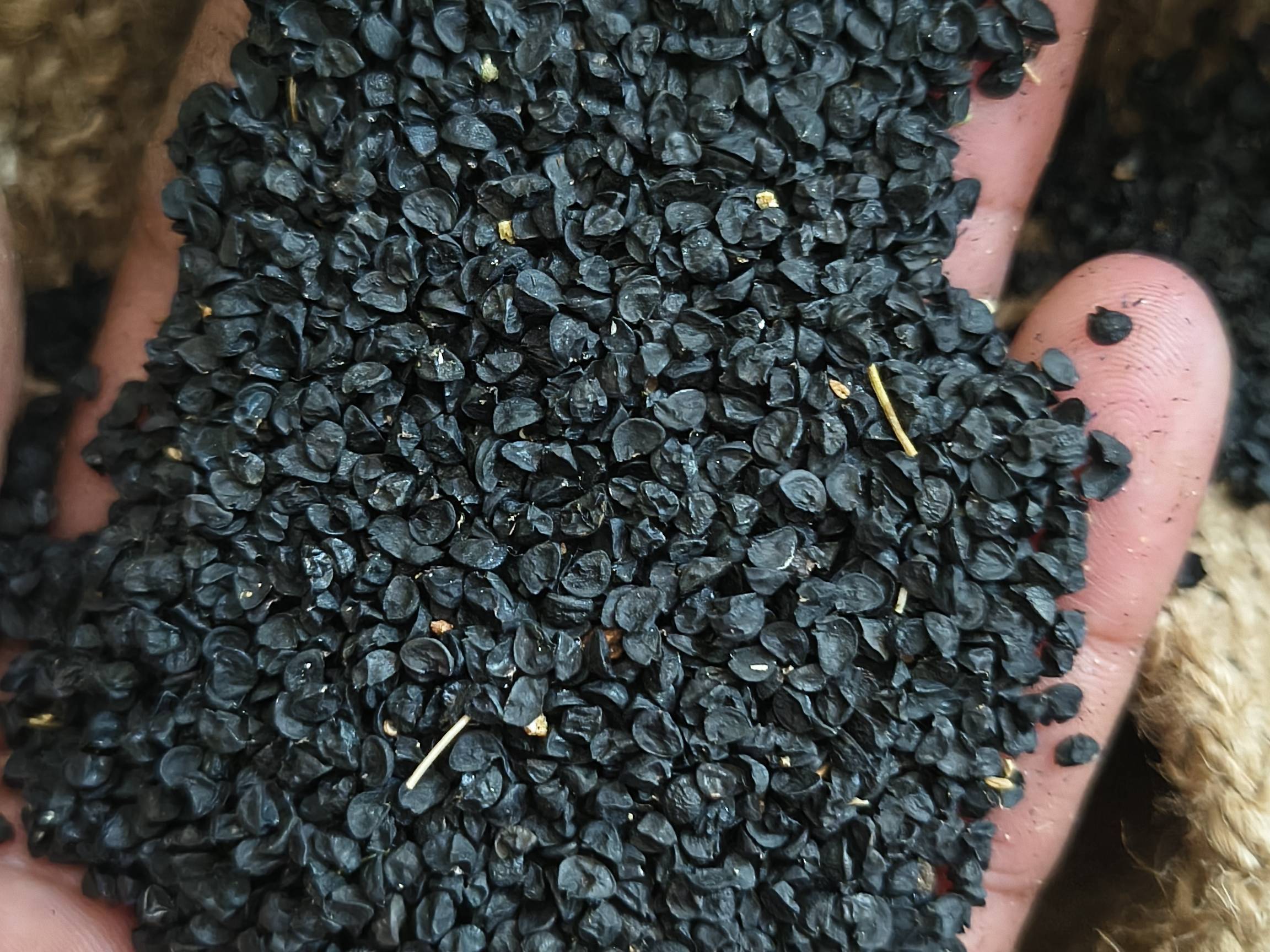 Pink Onion Seeds विक्रीसाठी, जळगाव, महाराष्ट्र
