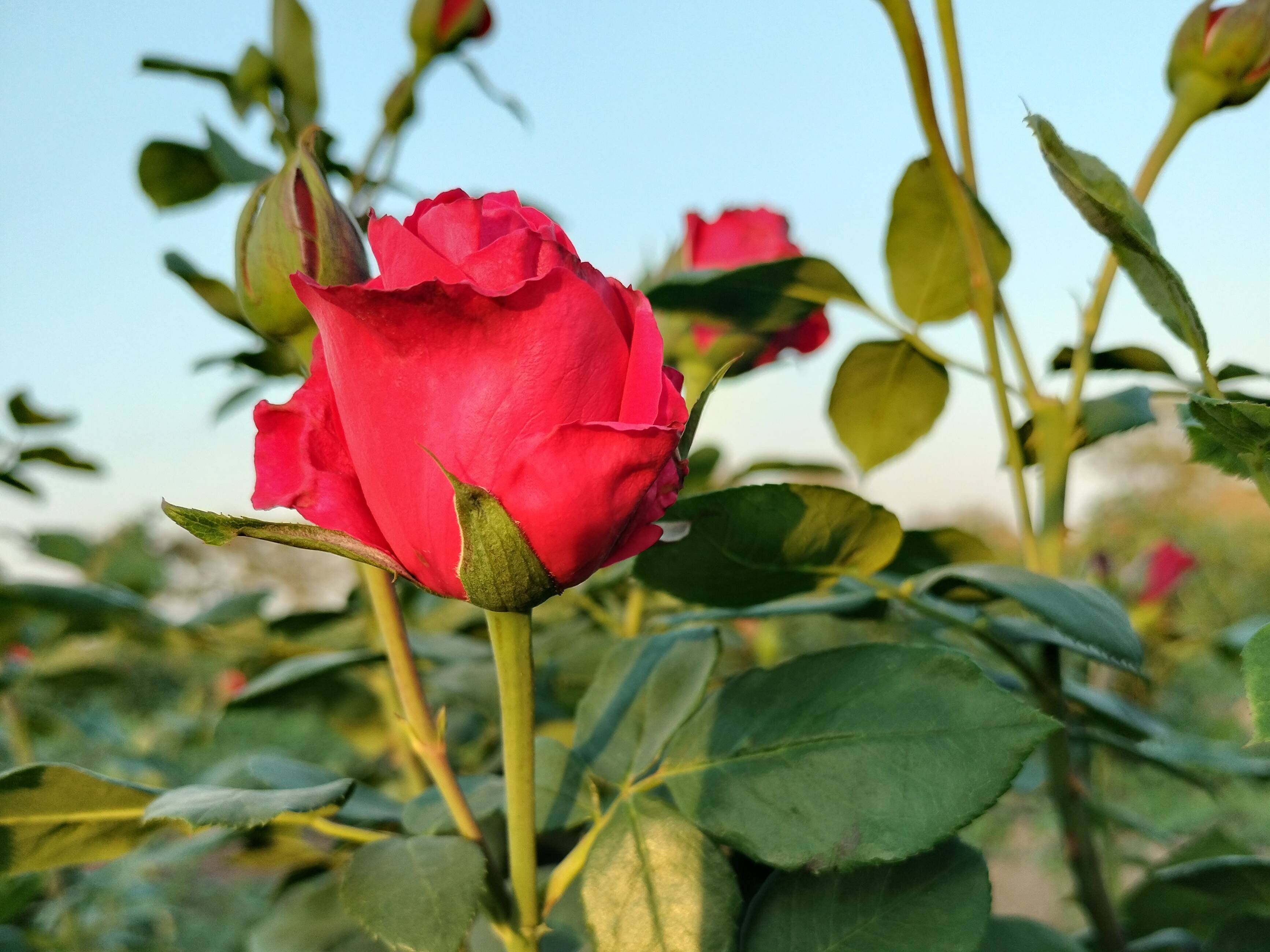 Rose Red Rose