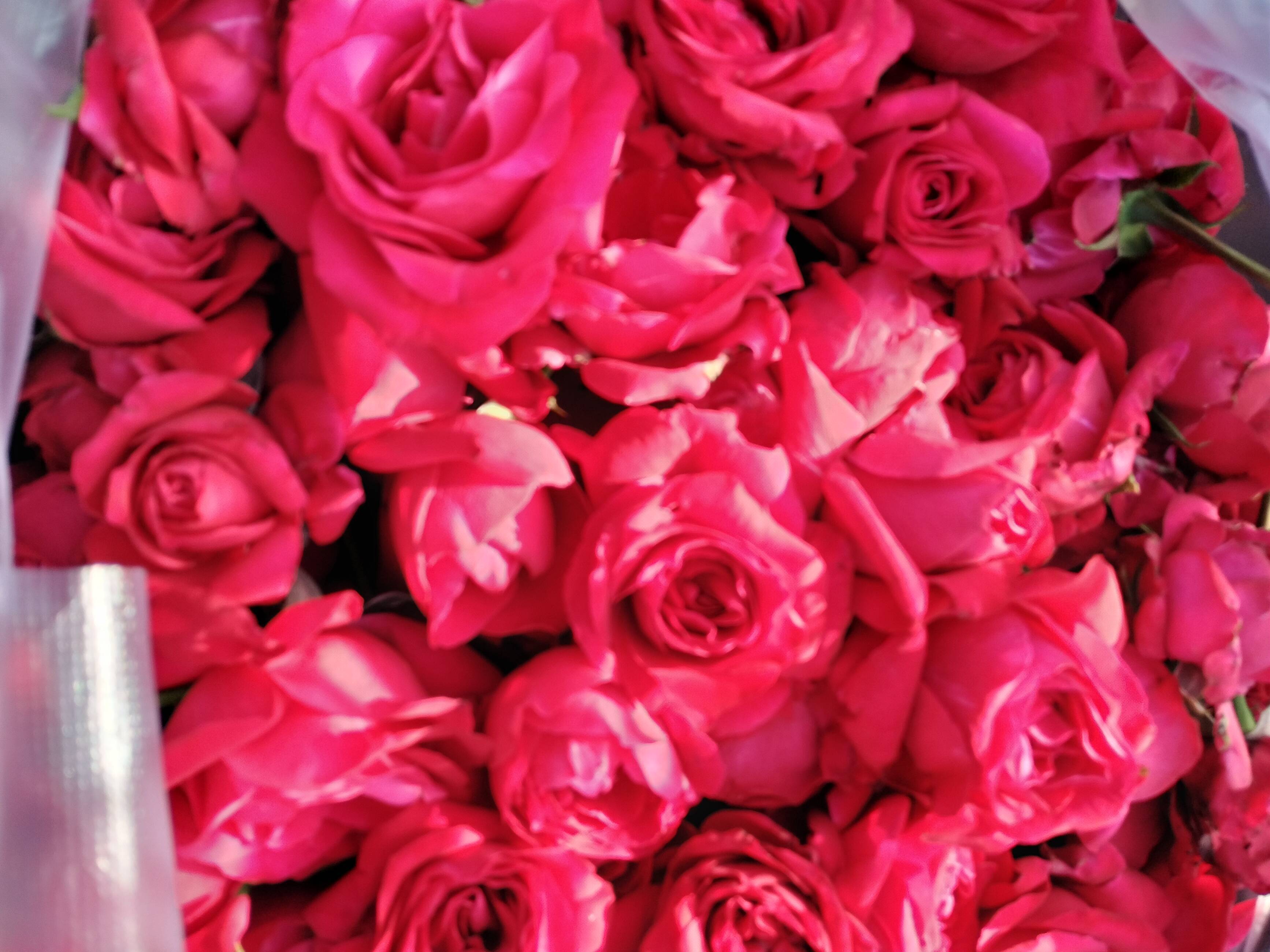 Red Rose for sale in Ahilyanagar, Maharashtra