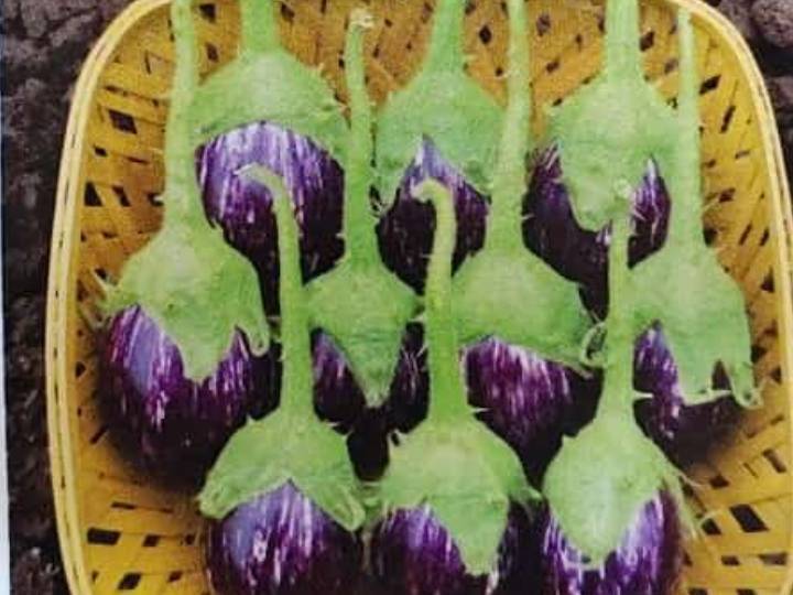 Striped Brinjal (purple) बिक्री के लिए, सोलापुर, महाराष्ट्र