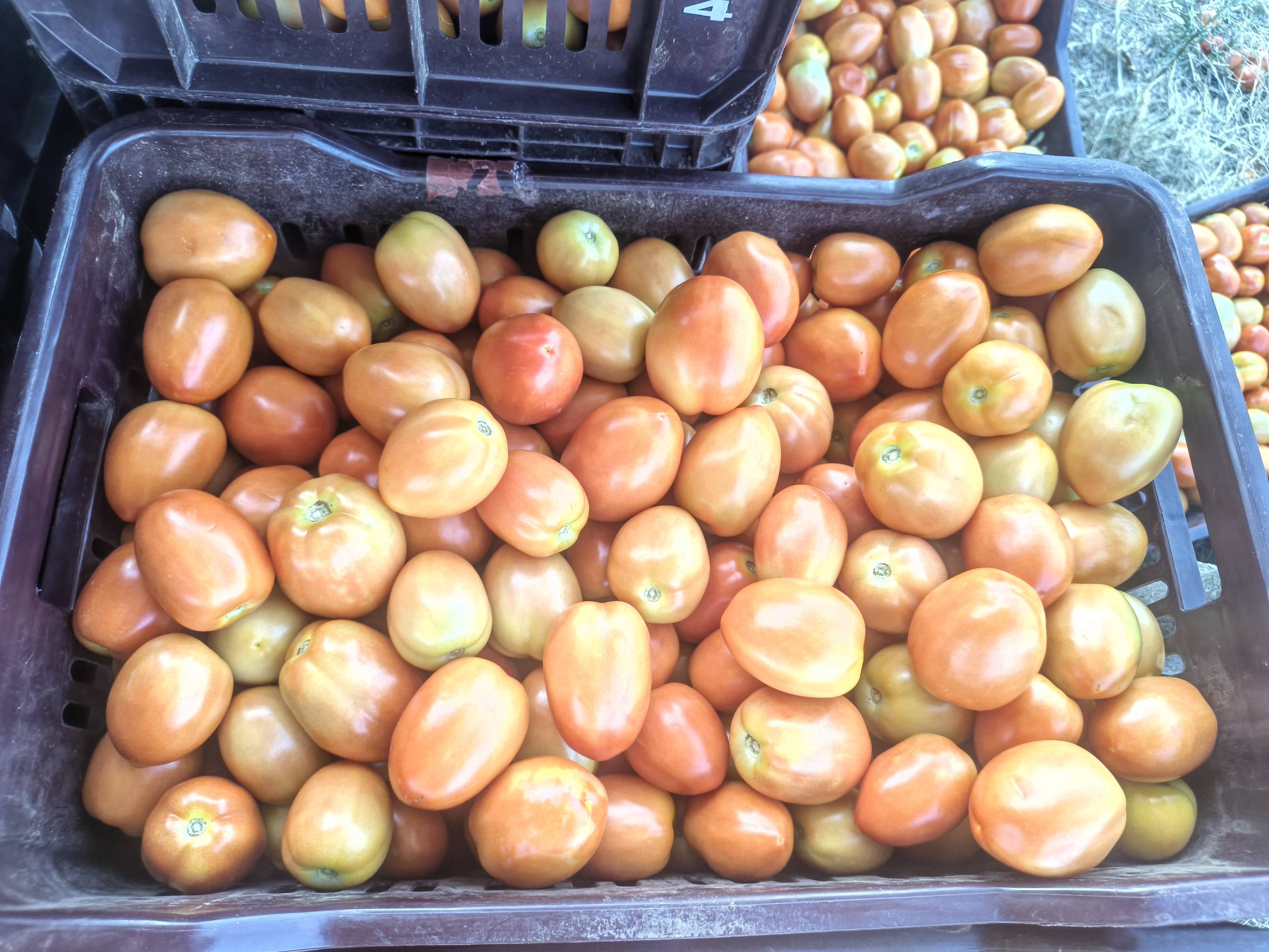 Roma Tomato विक्रीसाठी, सातारा, महाराष्ट्र