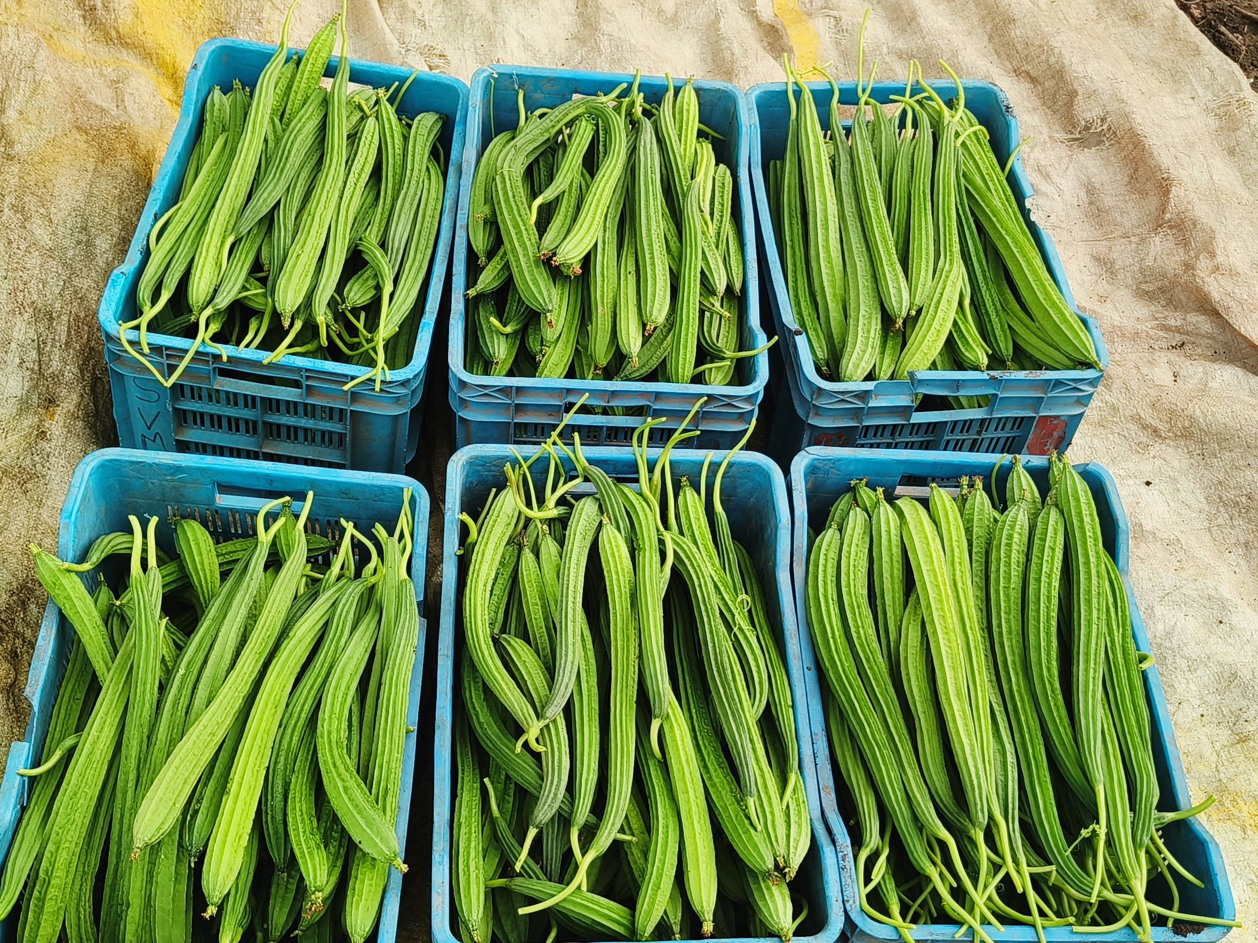 Ridge Gourd for sale in Chhatrapati Sambhajinagar, Maharashtra