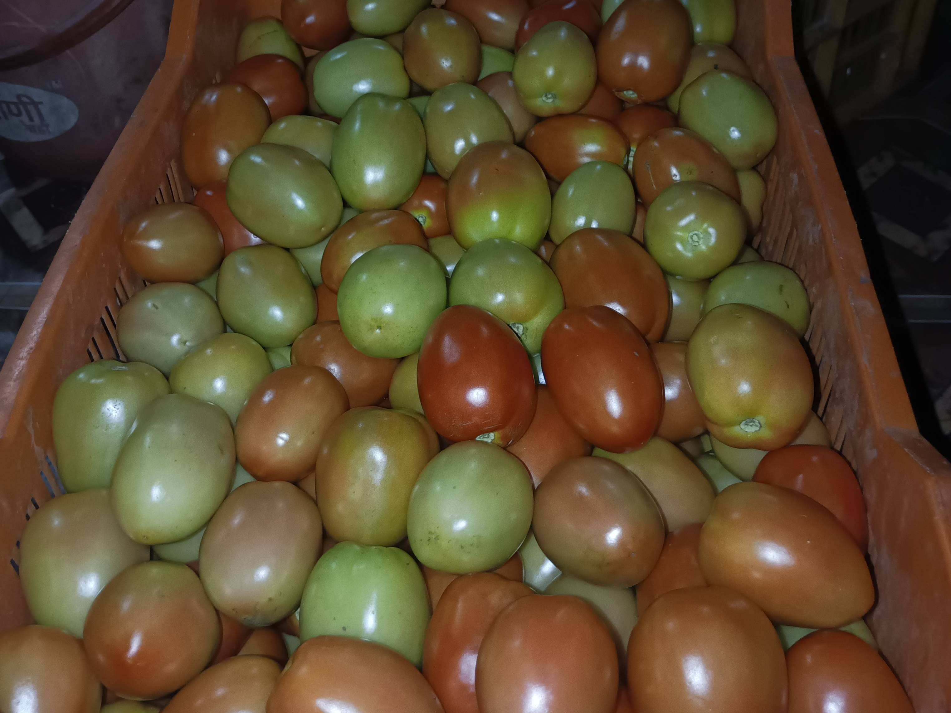 Atharva Tomato for sale in Nashik, Maharashtra