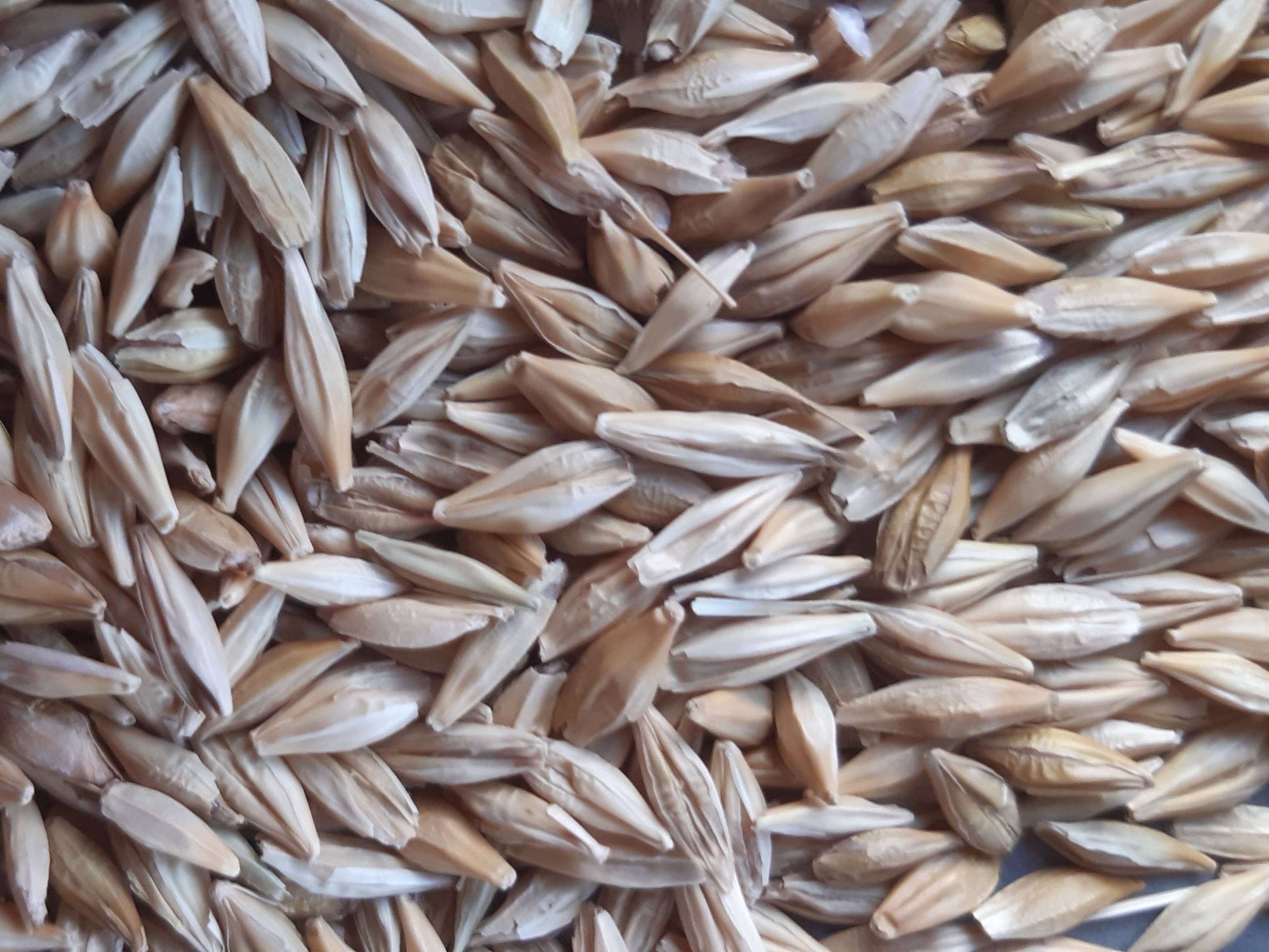 Pearl Barley बिक्री के लिए, मंदसौर, मध्य प्रदेश