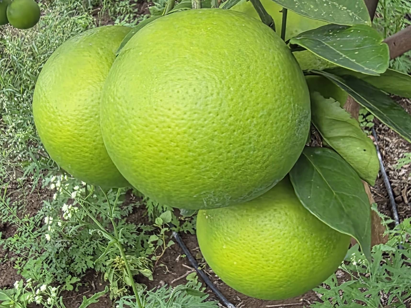 Golden Mousambi बिक्री के लिए, बीड, महाराष्ट्र