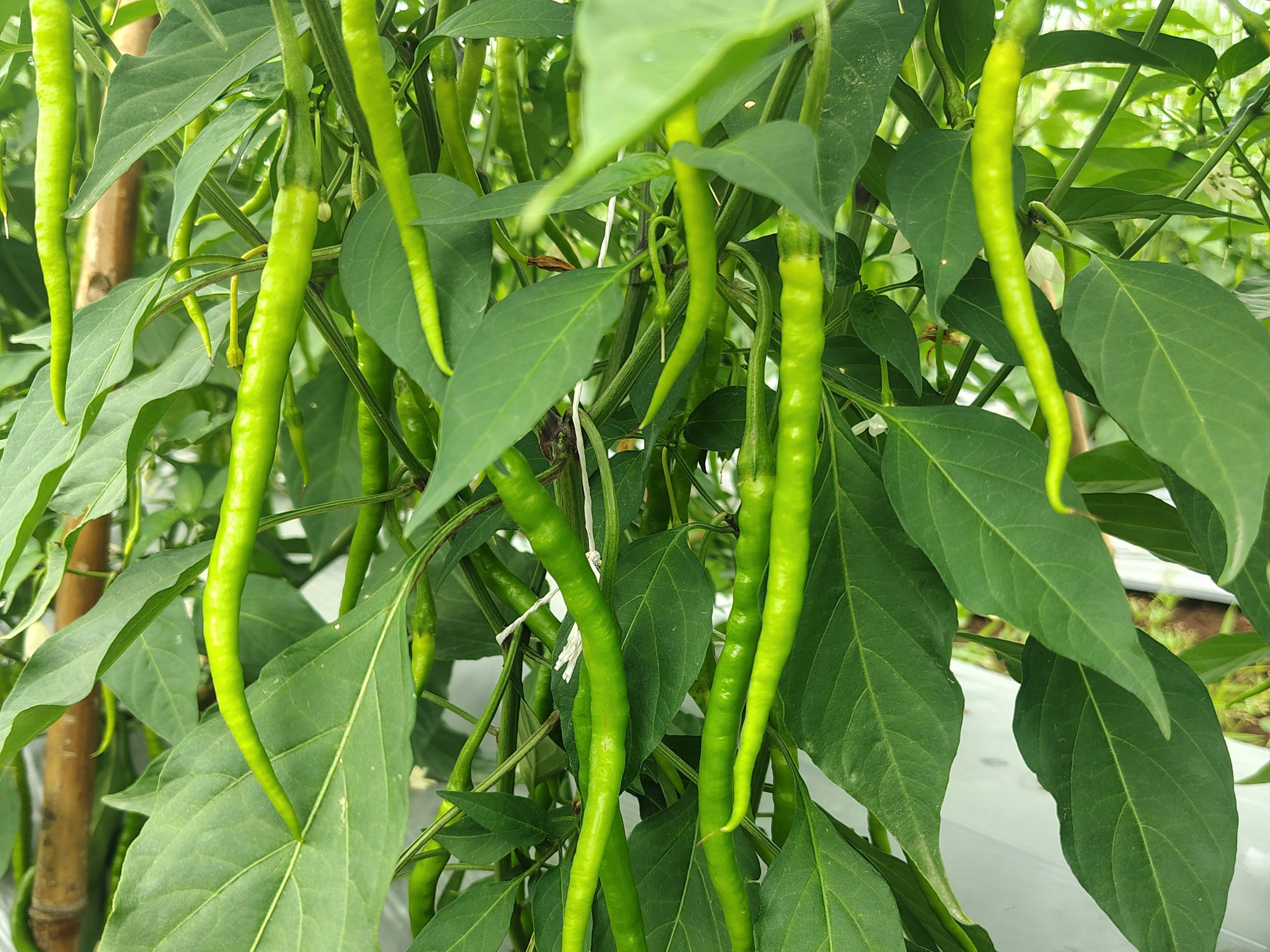 Green Chilli बिक्री के लिए, सांगली, महाराष्ट्र