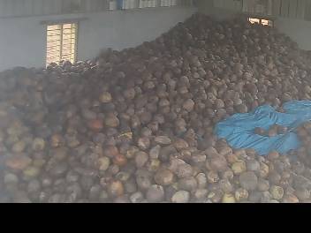 Ball Copra बिक्री के लिए, तुमकुर, कर्नाटक