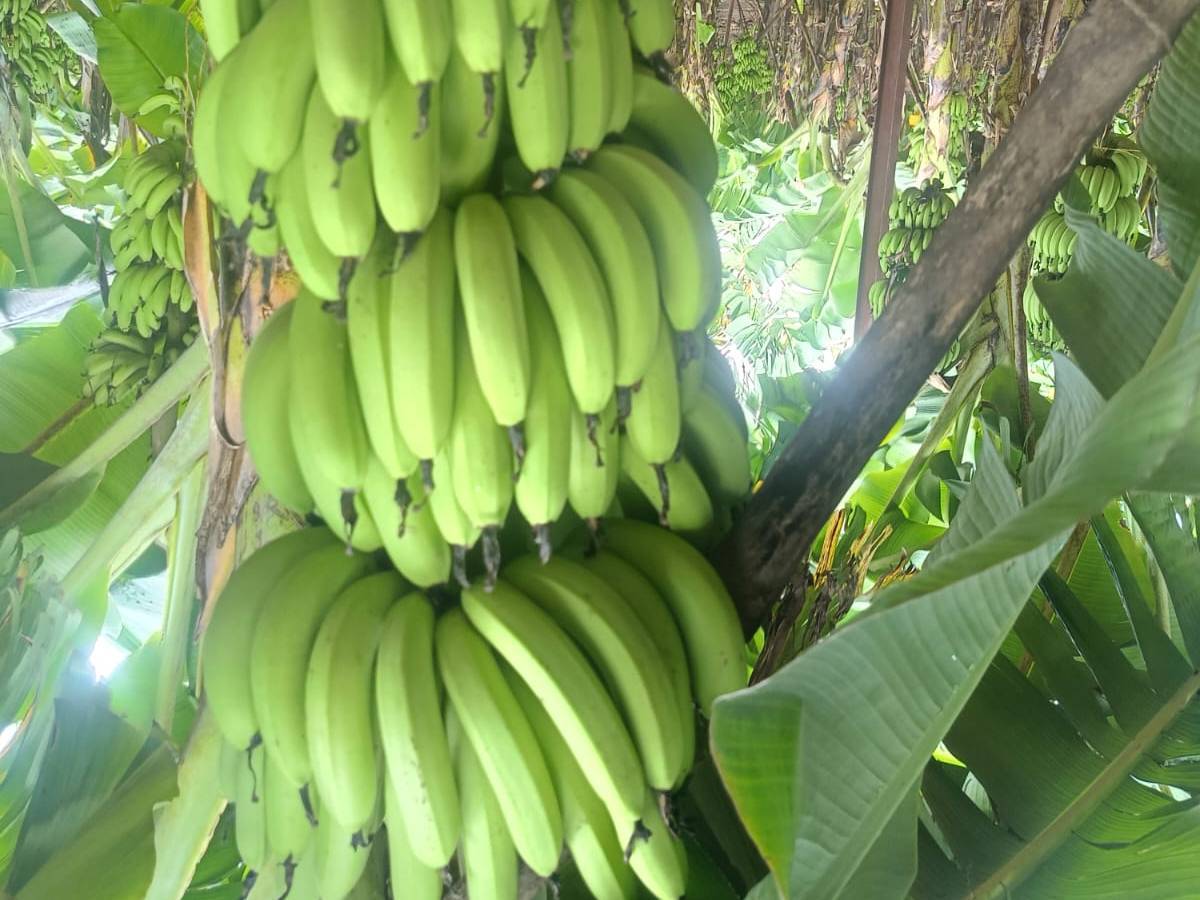 Green Banana विक्रीसाठी, आगरा, उत्तर प्रदेश