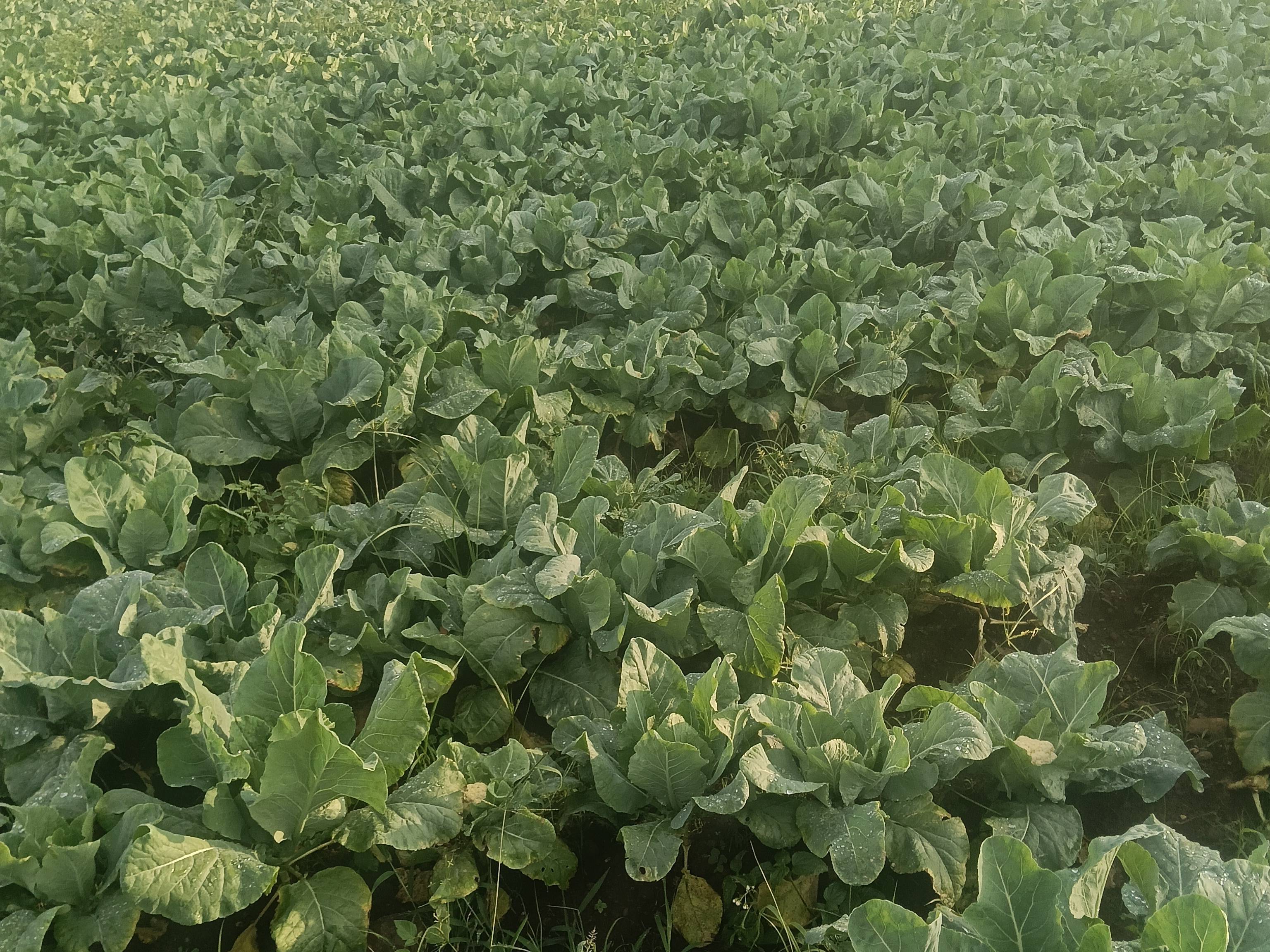 Early Cauliflower for sale in Chhindwara, Madhya Pradesh