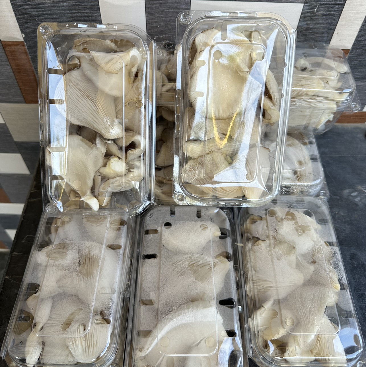 Oyster Mushroom बिक्री के लिए, नासिक, महाराष्ट्र