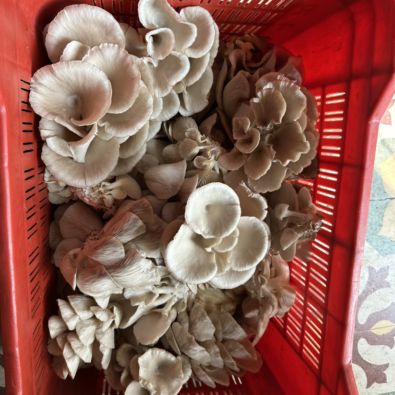 Oyster Mushroom बिक्री के लिए, नासिक, महाराष्ट्र