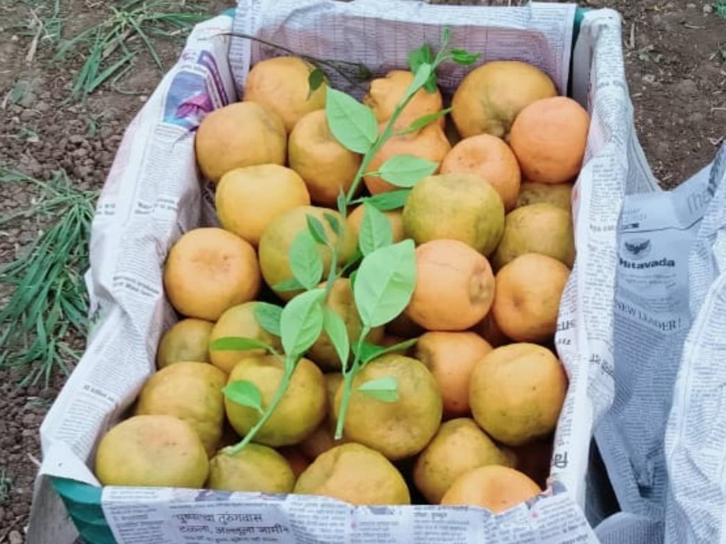Nagpur Orange बिक्री के लिए, अमरावती, महाराष्ट्र