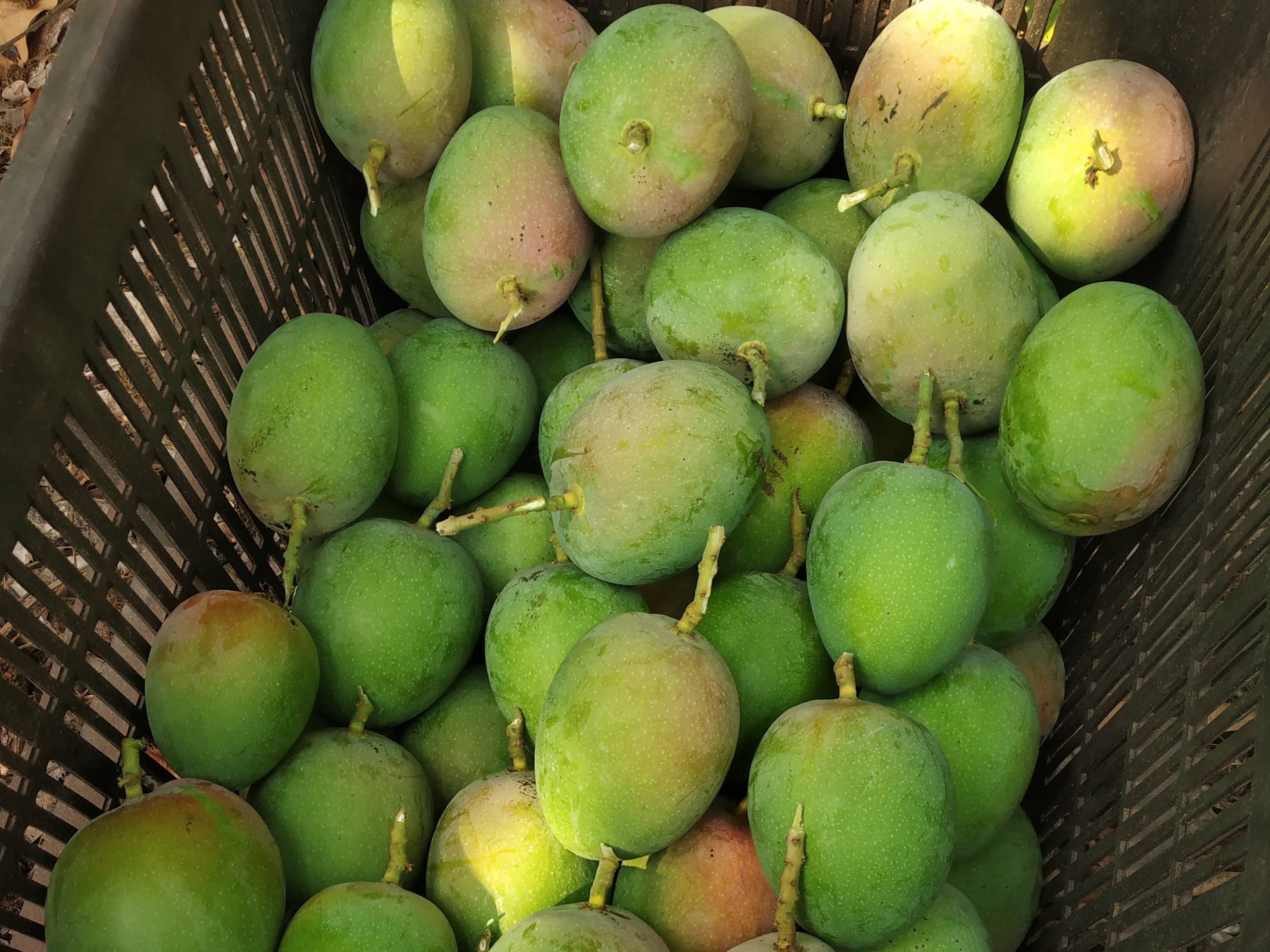 Alphonso (Hapus) विक्रीसाठी, सिंधुदुर्ग, महाराष्ट्र