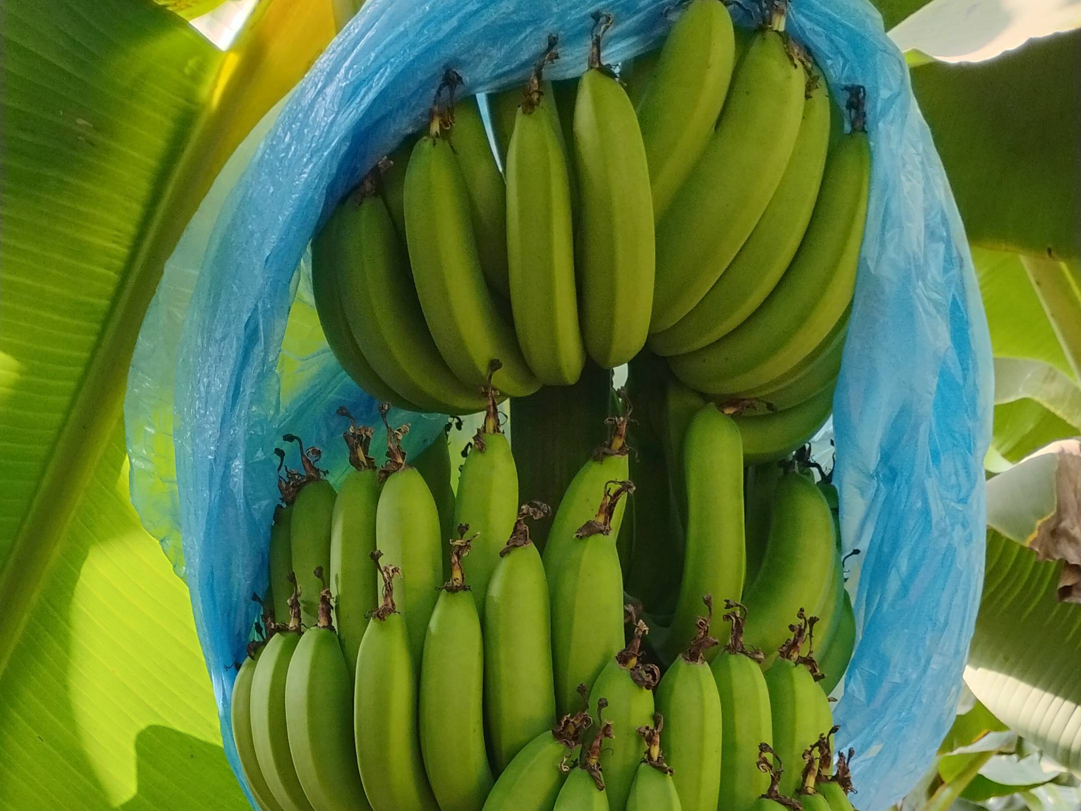Cavendish Banana विक्रीसाठी, बीड, महाराष्ट्र