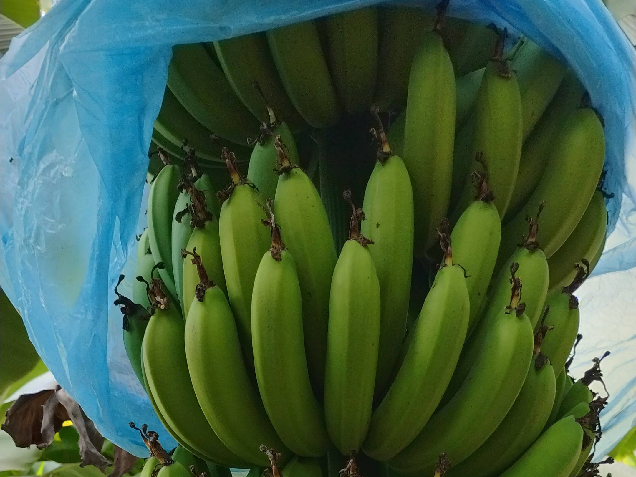 Cavendish Banana विक्रीसाठी, बीड, महाराष्ट्र