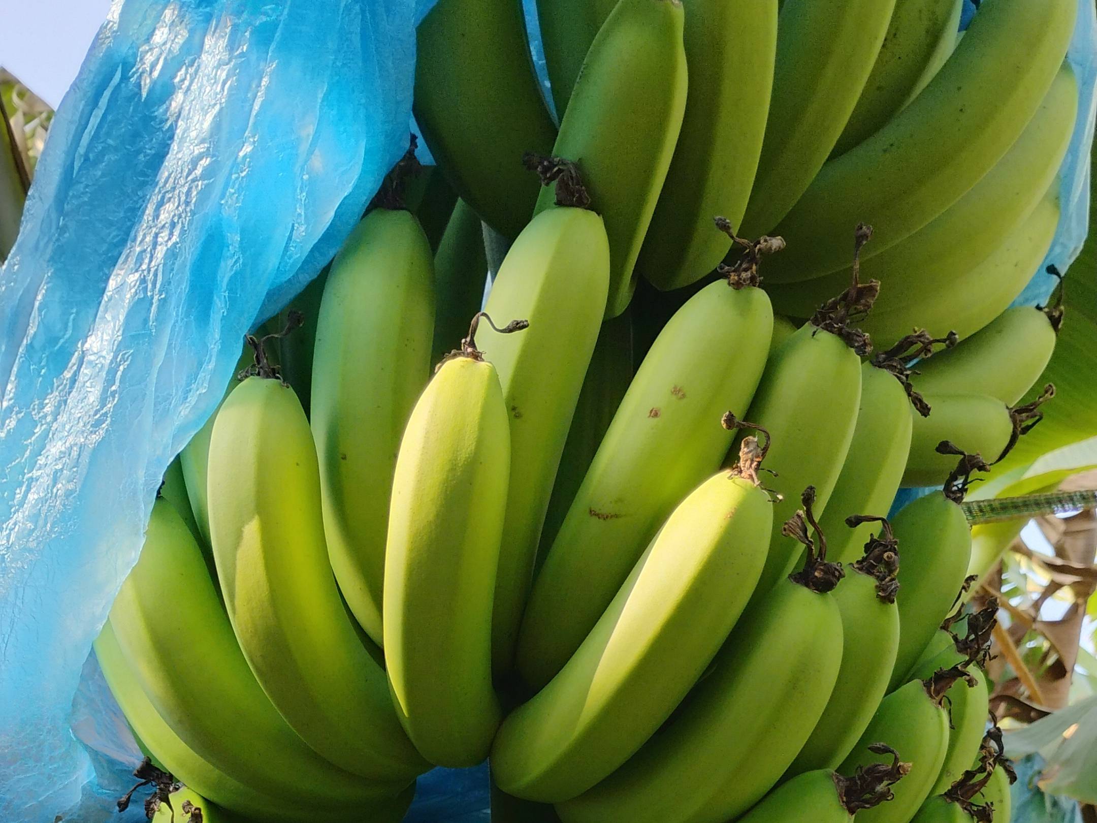 Cavendish Banana विक्रीसाठी, बीड, महाराष्ट्र