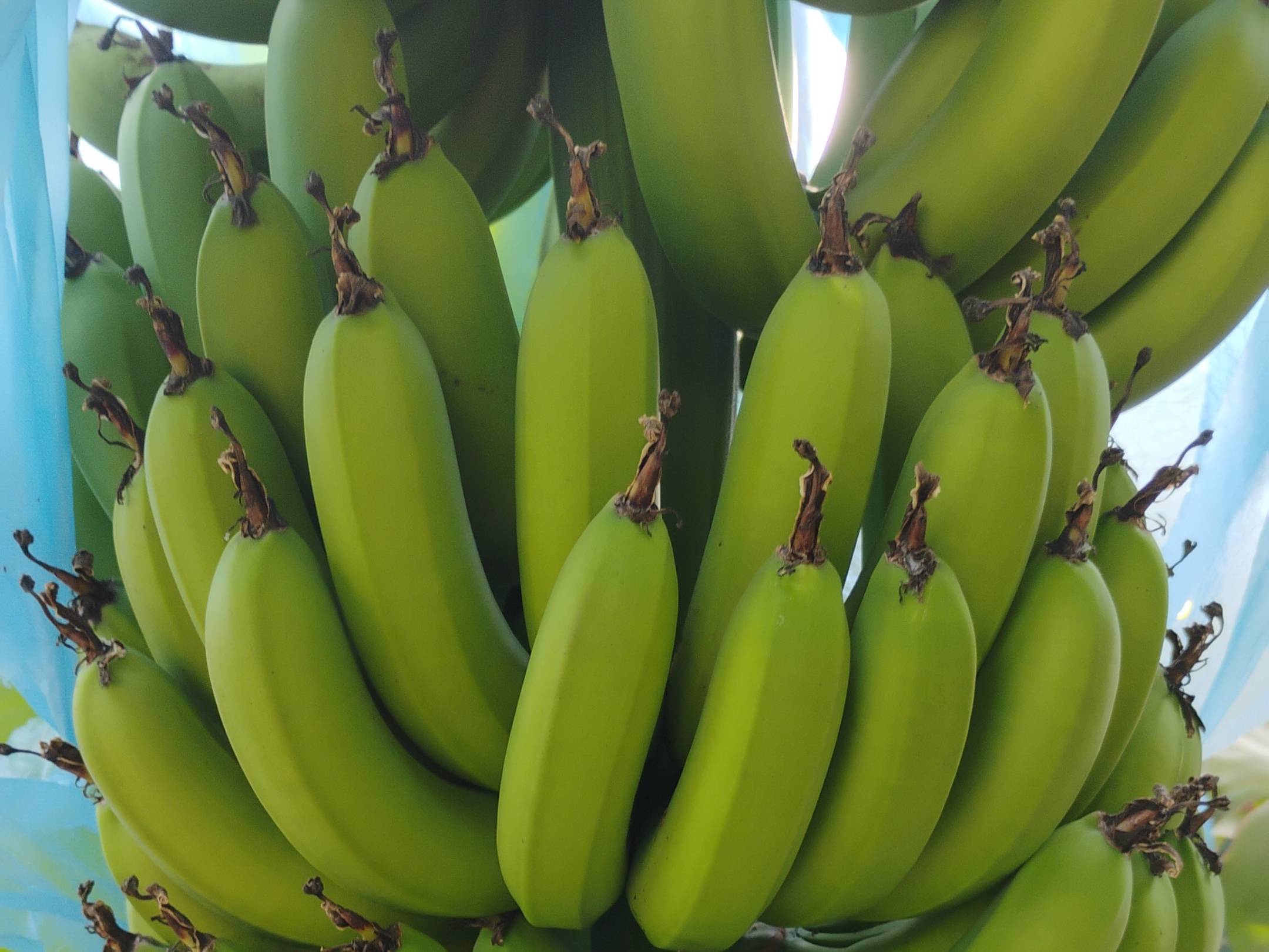 Cavendish Banana विक्रीसाठी, बीड, महाराष्ट्र