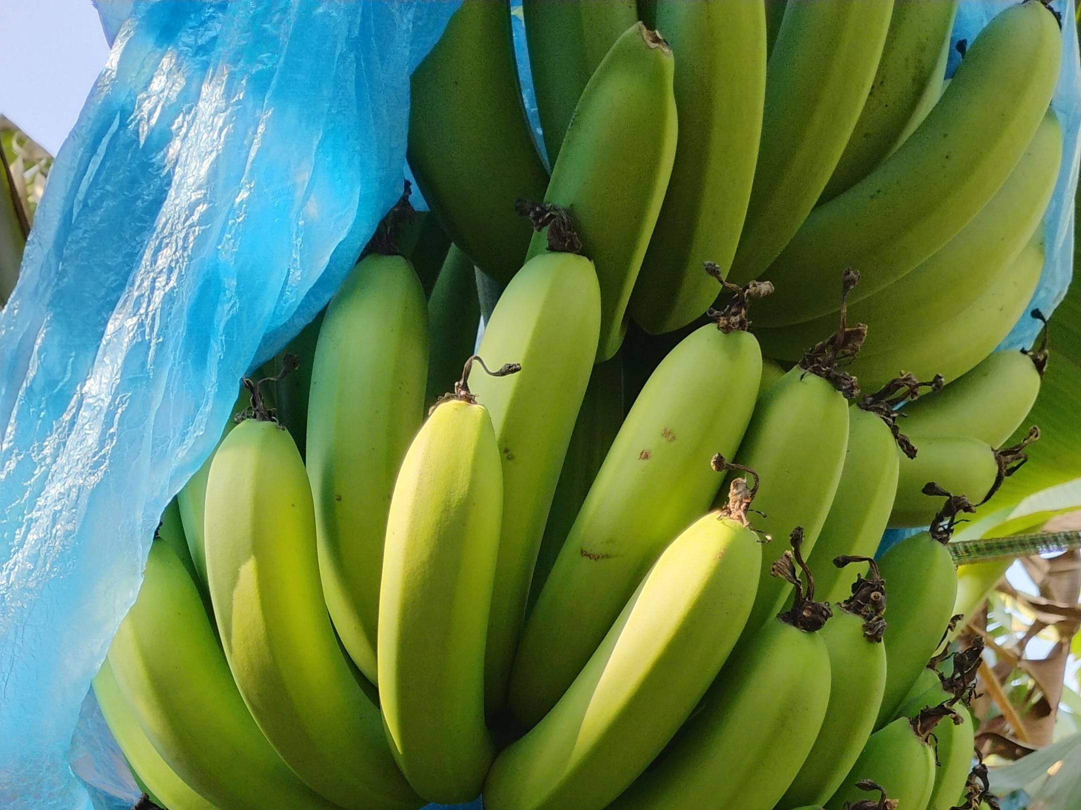 Cavendish Banana विक्रीसाठी, बीड, महाराष्ट्र