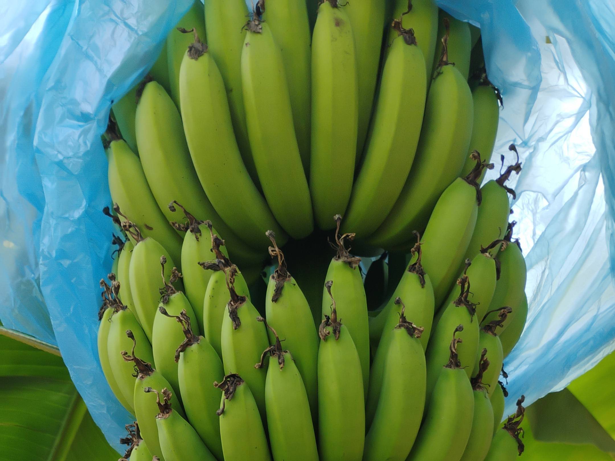 केळी Cavendish Banana