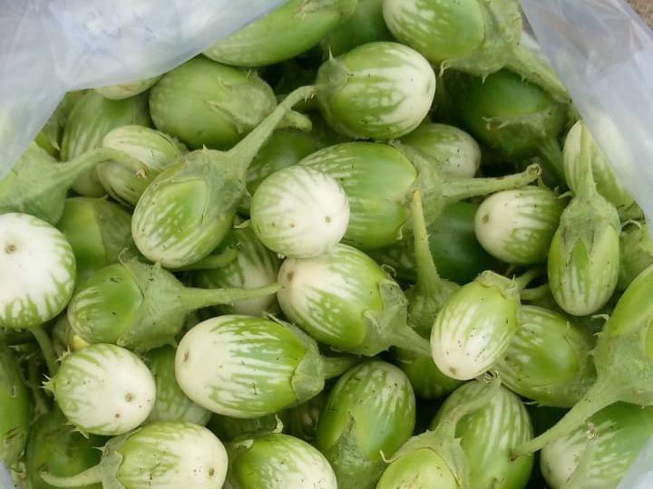 Striped Brinjal बिक्री के लिए, नंदुरबार, महाराष्ट्र