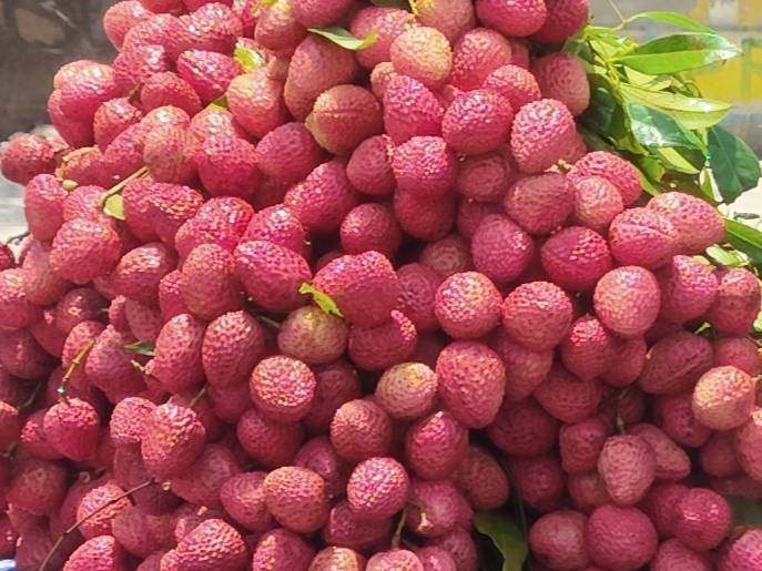 Shahi Lychee बिक्री के लिए, मुज़फ़्फ़रपुर, बिहार