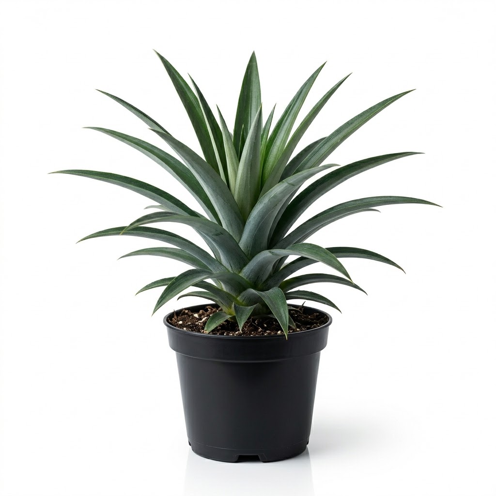 Fruit Saplings
