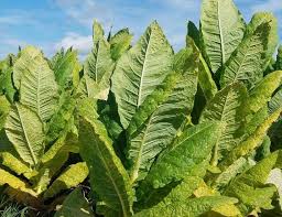Tobacco