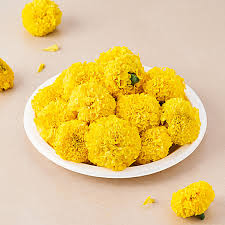 Marigold Yellow Marigold