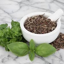 Holy Basil (Tulsi) Krishna Tulsi