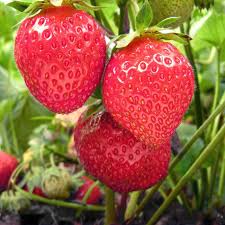 Strawberry Chandler