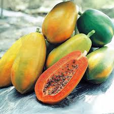 पपई Taiwan Papaya