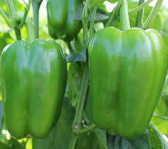 Capsicum Indus 11 required in Pune, Maharashtra
