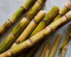 Sugarcane Co 0238