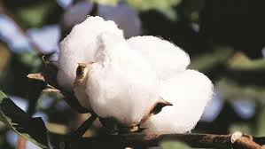 Cotton