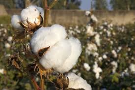 कपास Hybrid Cotton
