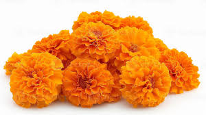 Marigold Orange Marigold