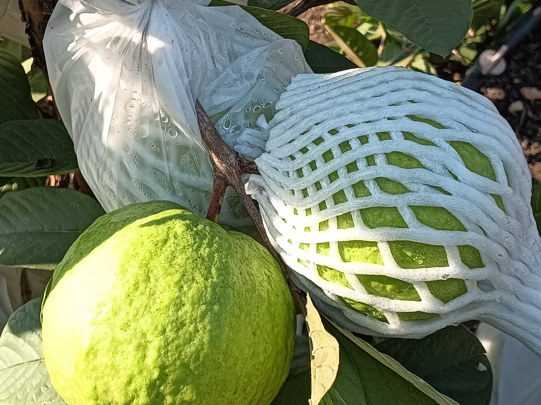Taiwan Pink for sale in Beed, Maharashtra