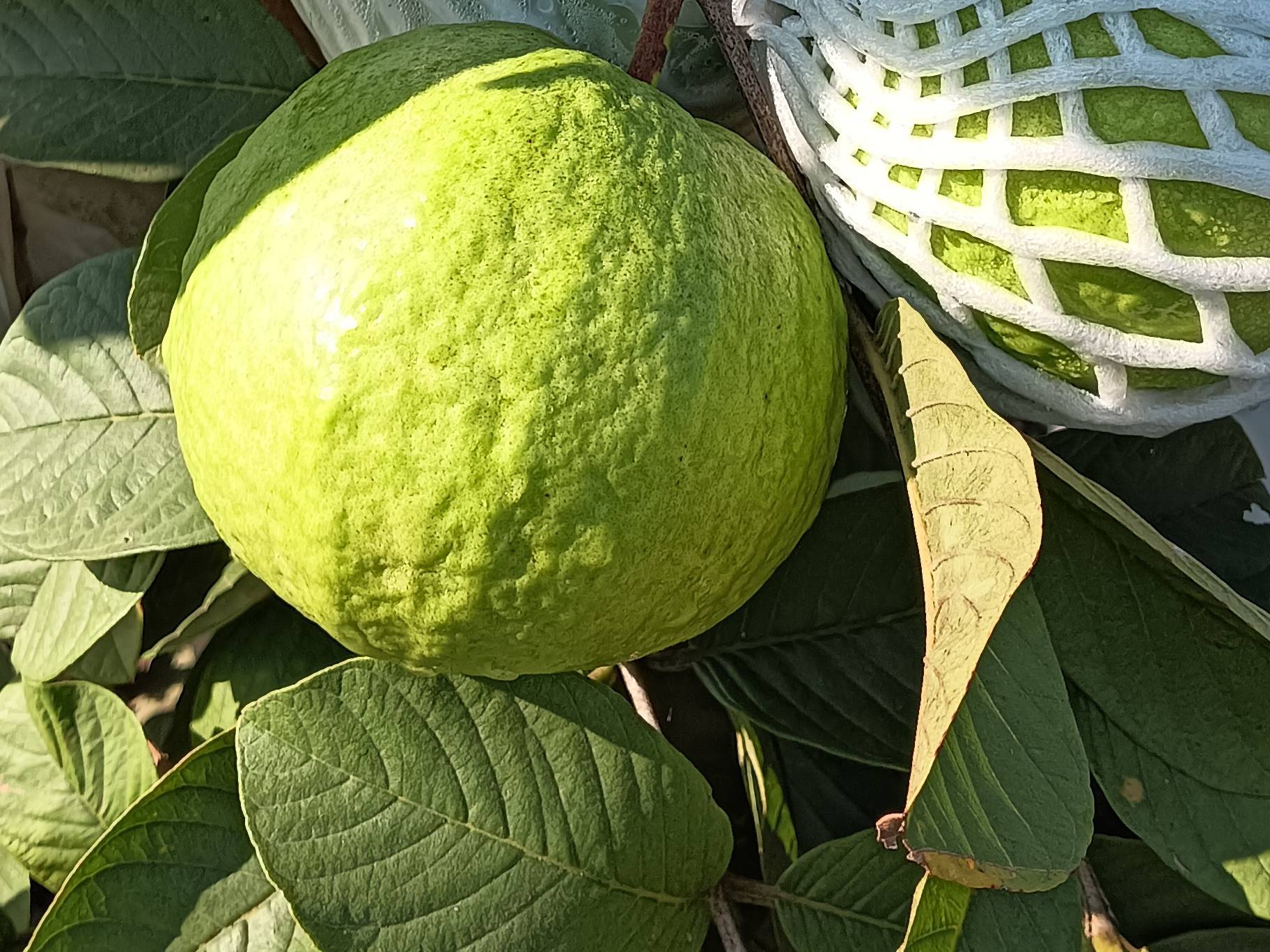 Taiwan Pink for sale in Beed, Maharashtra