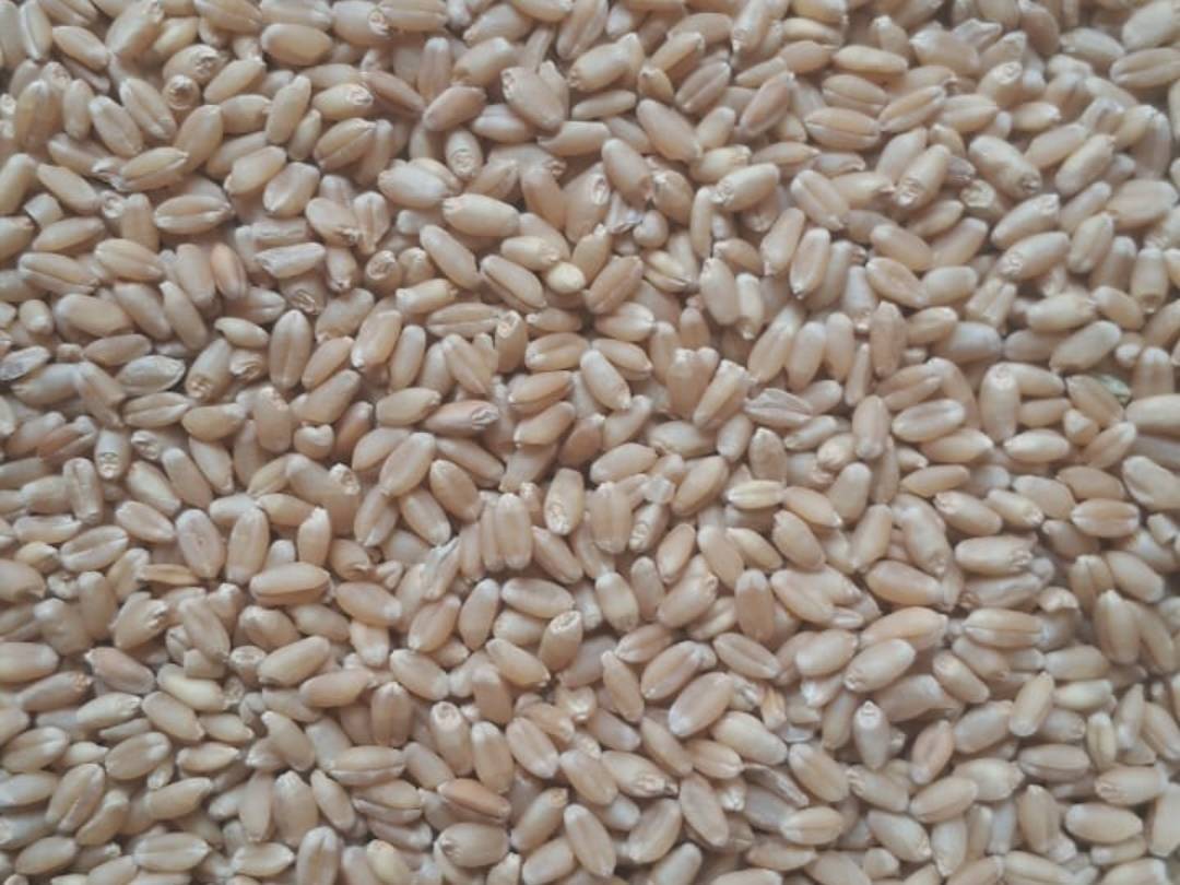 गेहूं Bread Wheat