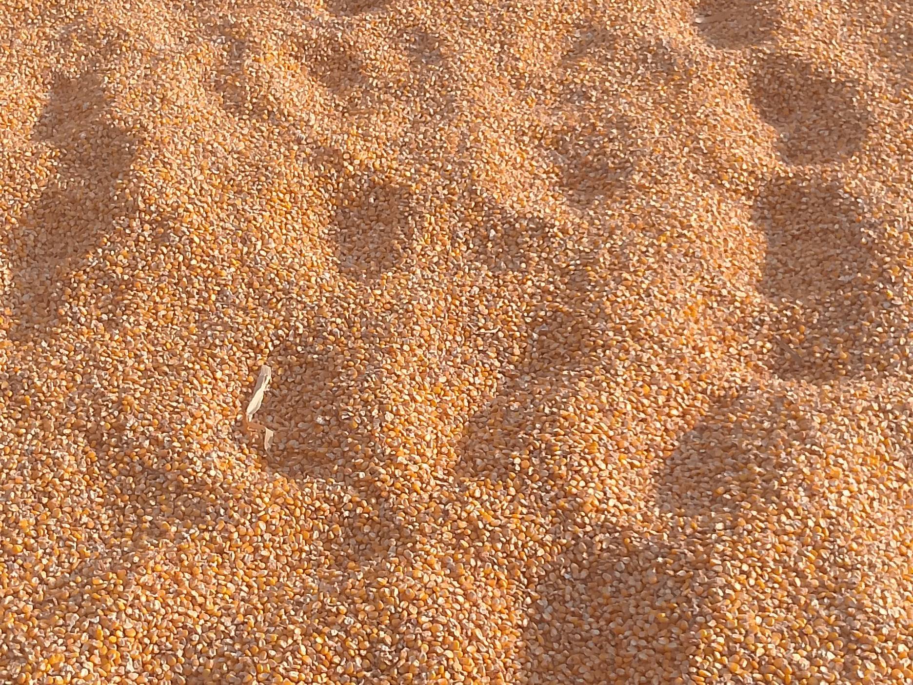 Pod Corn for sale in Shrawasti, Uttar Pradesh