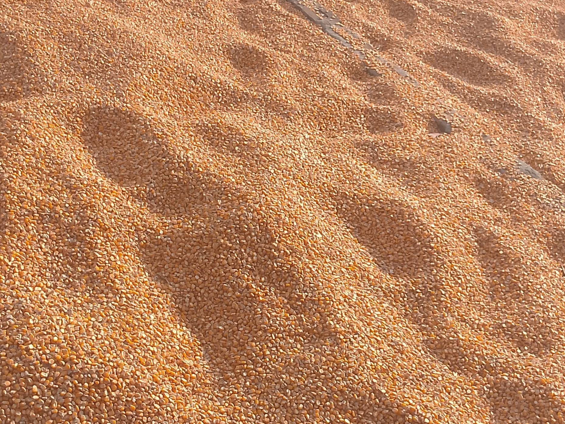 Pod Corn for sale in Shrawasti, Uttar Pradesh