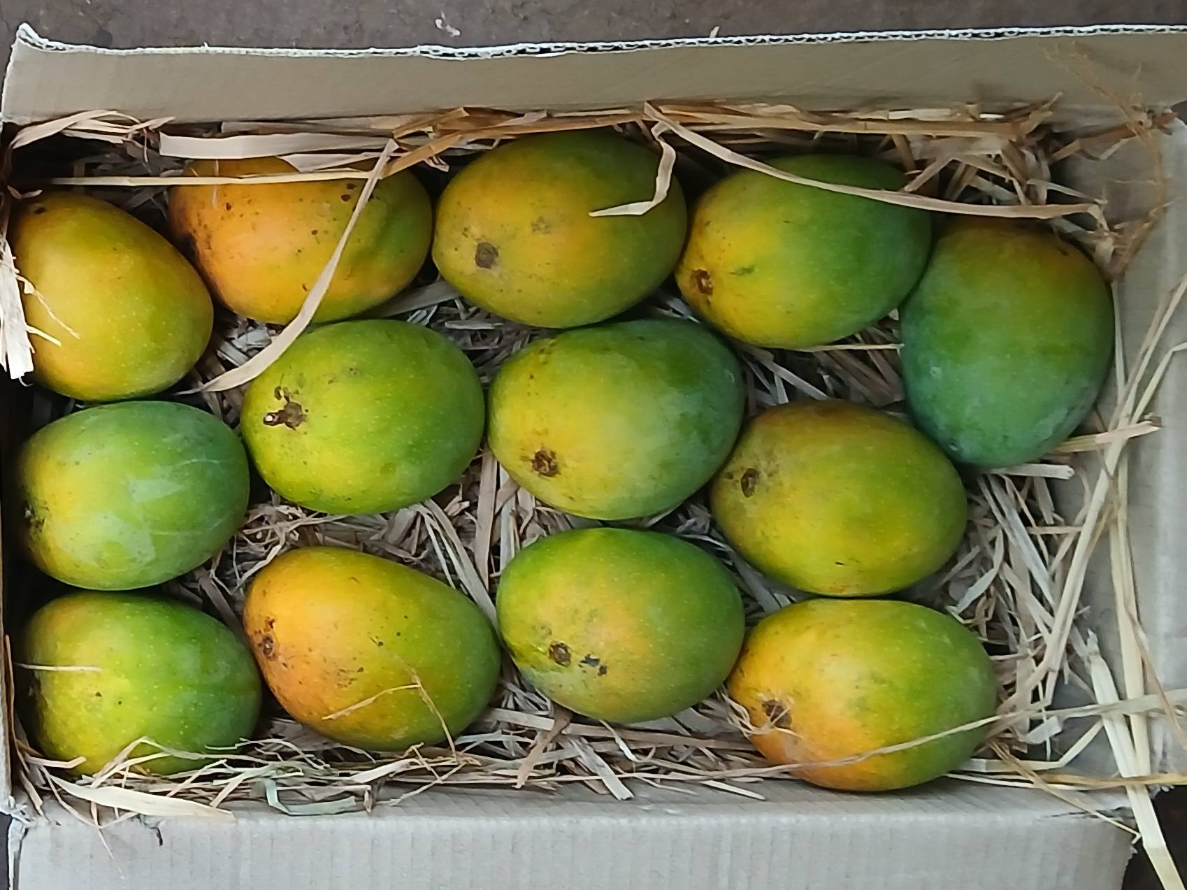 Alphonso (Hapus) बिक्री के लिए, सोलापुर, महाराष्ट्र