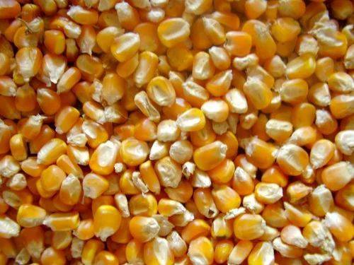 Sweet Corn विक्रीसाठी, खगडिया, बिहार