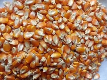 Sweet Corn विक्रीसाठी, खगडिया, बिहार