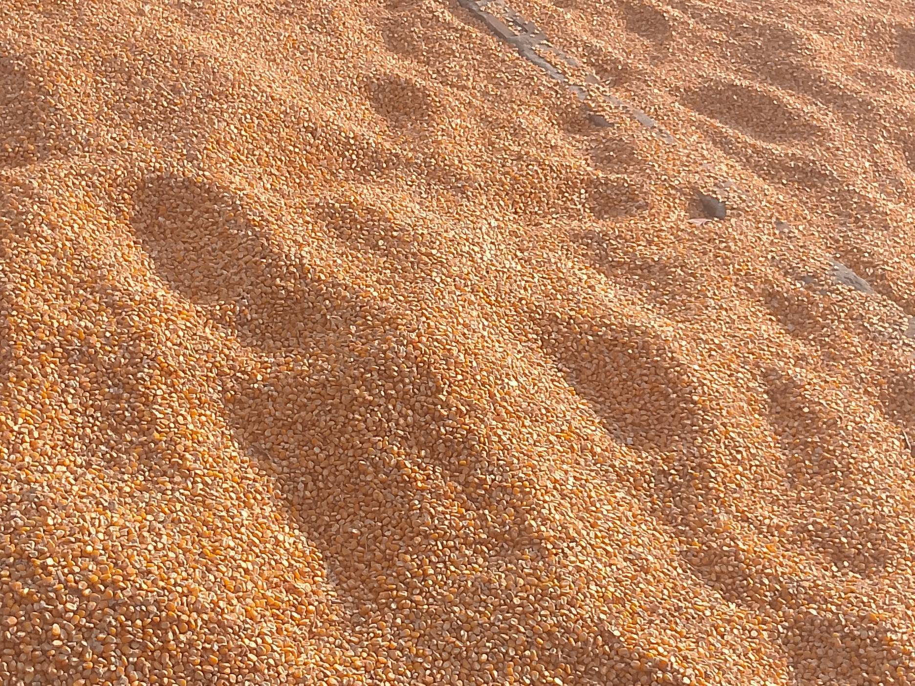 Sweet Corn बिक्री के लिए, श्रावस्ती, उत्तर प्रदेश