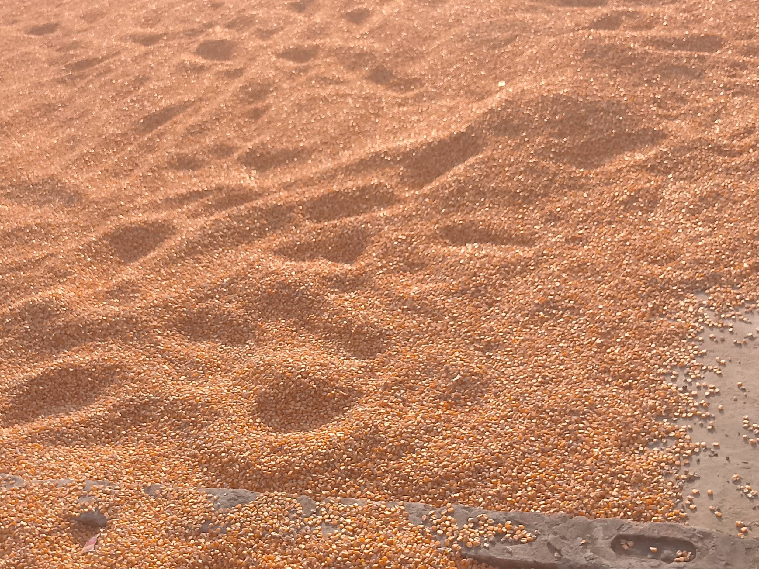 Sweet Corn बिक्री के लिए, श्रावस्ती, उत्तर प्रदेश