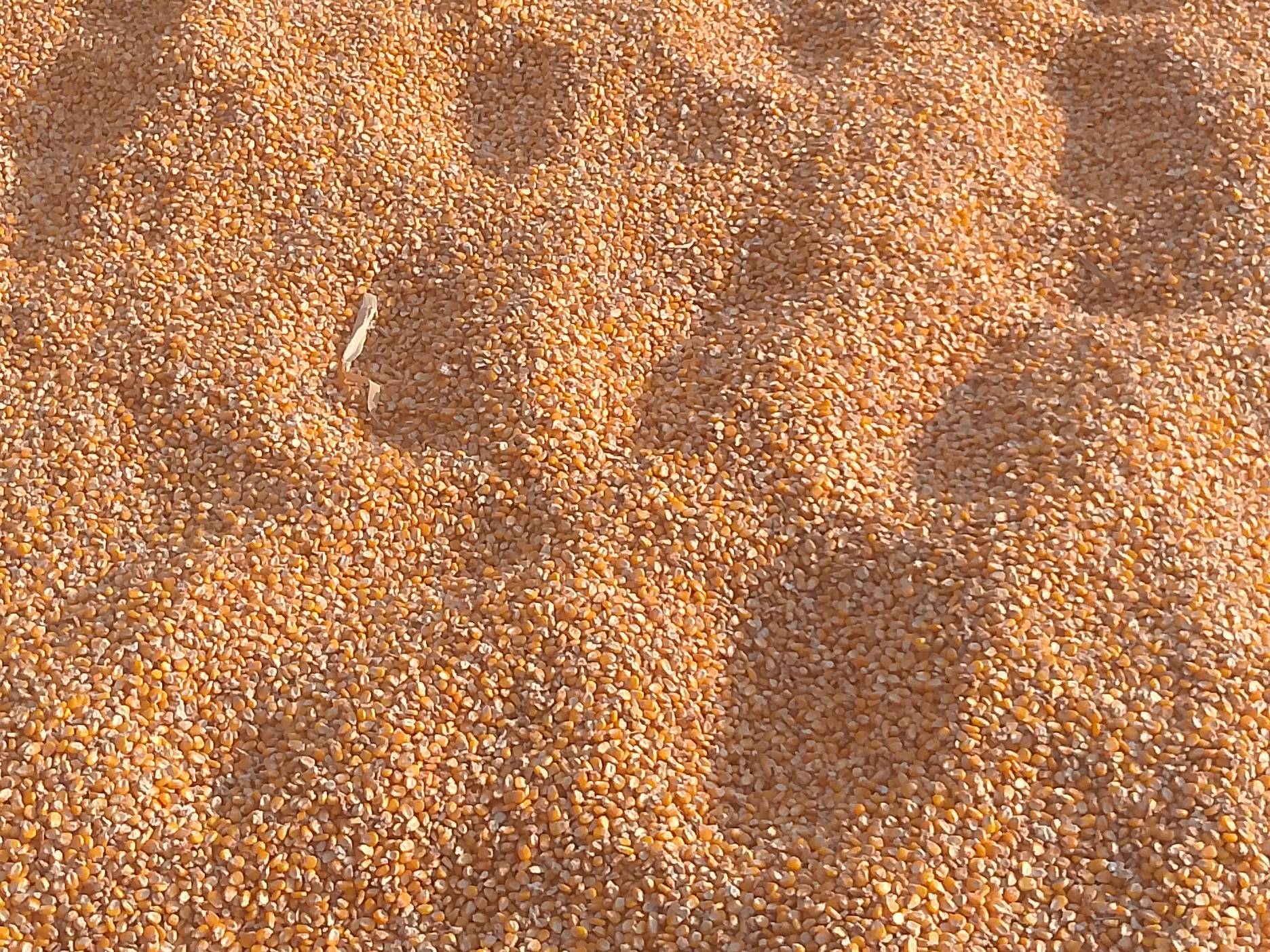 Sweet Corn बिक्री के लिए, श्रावस्ती, उत्तर प्रदेश