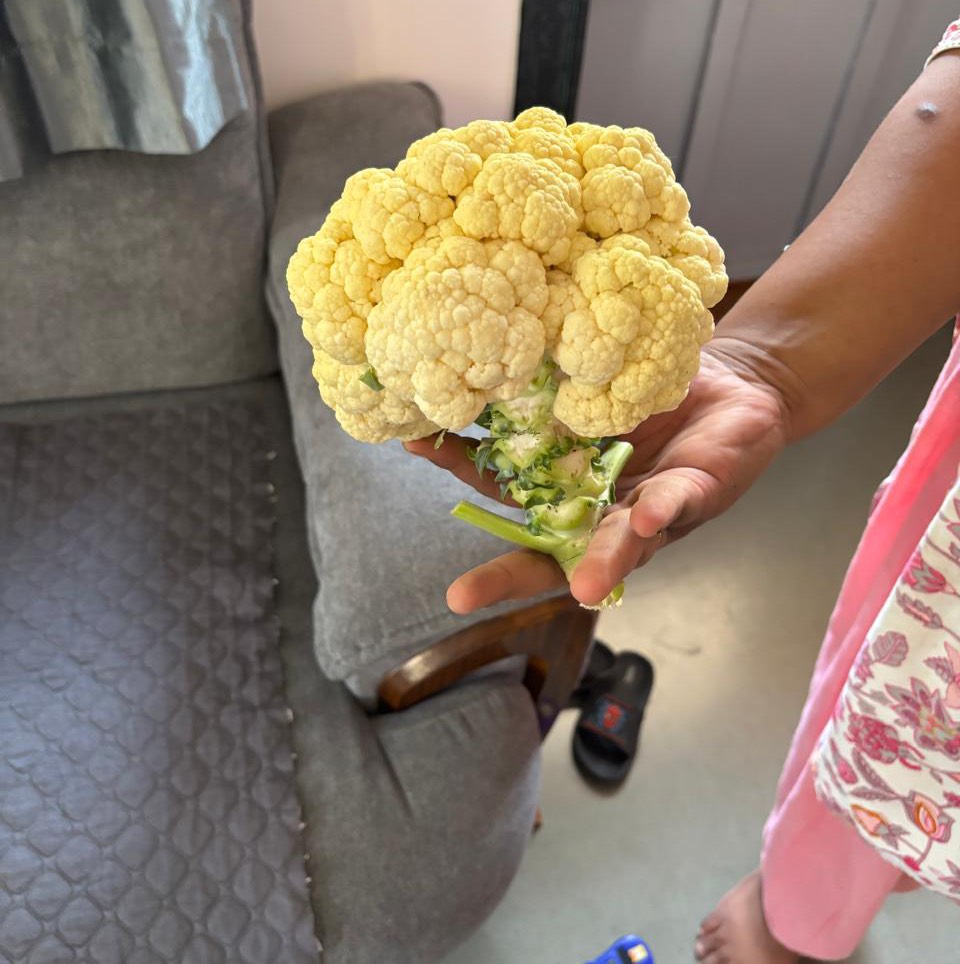 Early Cauliflower विक्रीसाठी, अहिल्यानगर, महाराष्ट्र