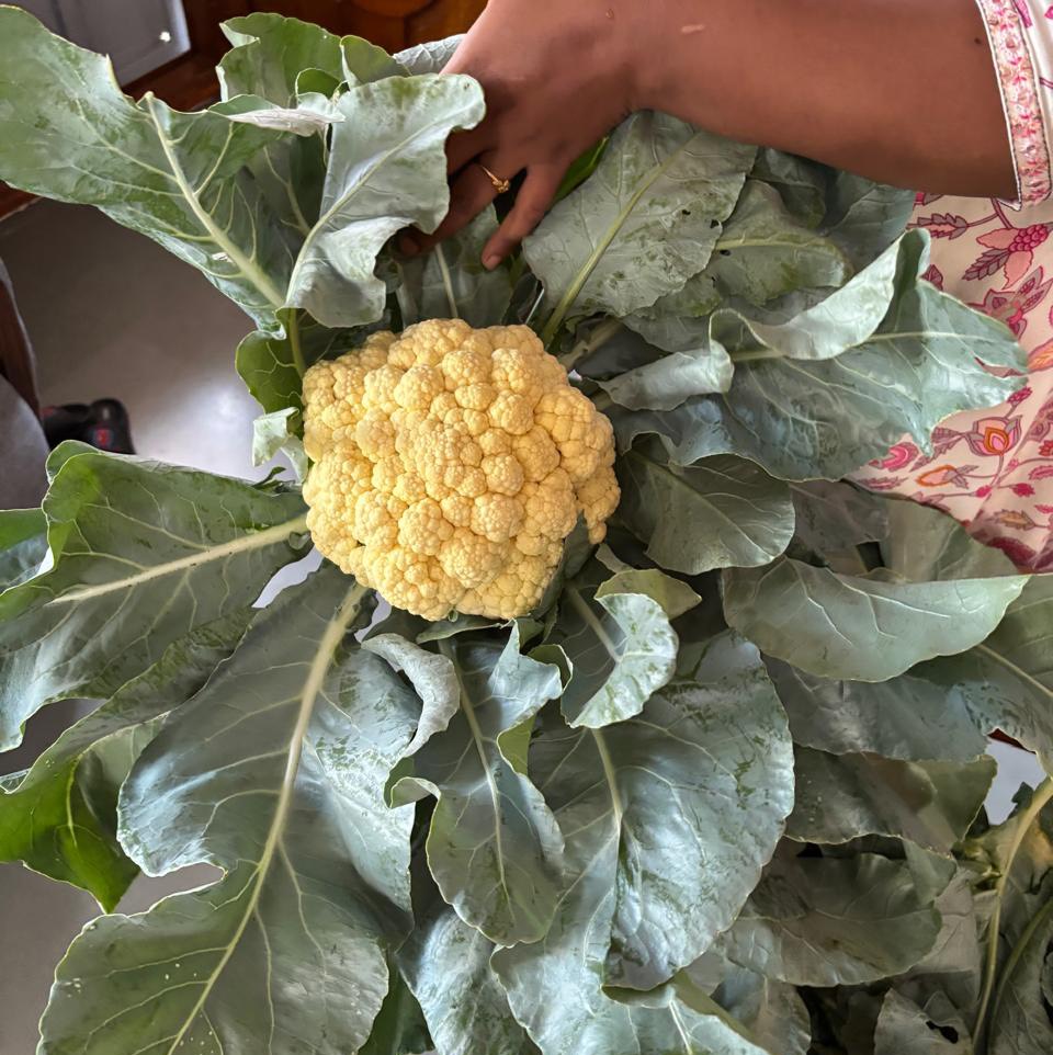 Early Cauliflower विक्रीसाठी, अहिल्यानगर, महाराष्ट्र