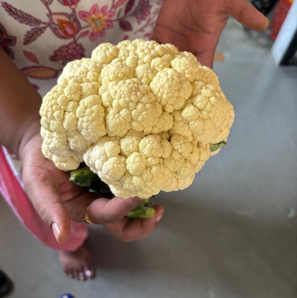 Early Cauliflower विक्रीसाठी, अहिल्यानगर, महाराष्ट्र